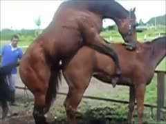 Zoo sex compilation movie scene featuring various animals fucking